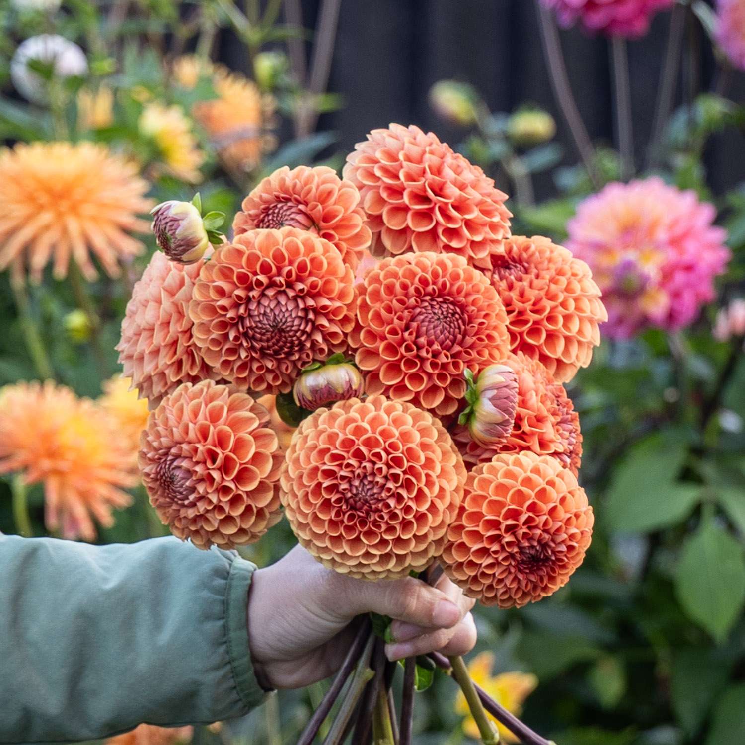 Dahlie 'Cornel Brons'